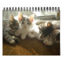 cats calendars by MJMcCarthy cats calendars