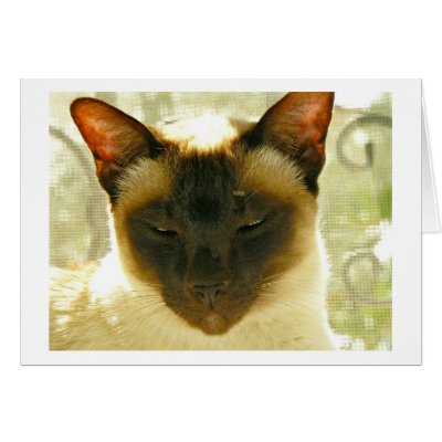 cats greeting cards by yianna