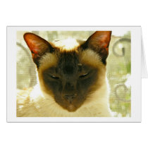 cats cards by yianna cats cards