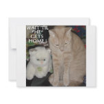 CATS, CATS AND MORE CATS INVITE