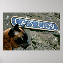 Cat's Close Poster Print