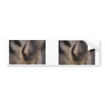 Cat's Eye Bumper Stickers