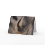 Cat's Eye Greeting Cards
