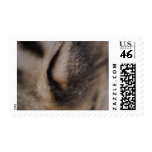 Cat's Eye Postage