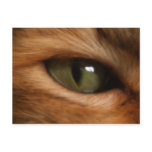Cat's Eye Postcard