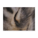 Cat's Eye Postcard