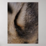 Cat's Eye Print