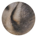 Cat's Eye Sticker