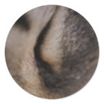 Cat's Eye Stickers