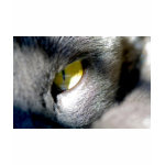Cat's Eye Tshirts