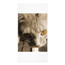 Cat's Eyes Photo Greeting Card