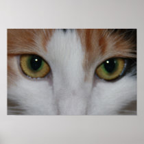 Cat's Eyes Posters