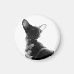 CATS magnets