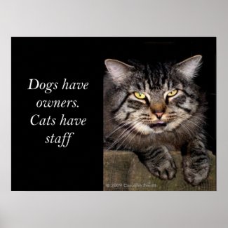 Cats Have Staff print