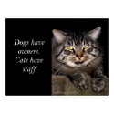 Cats Have Staff posters