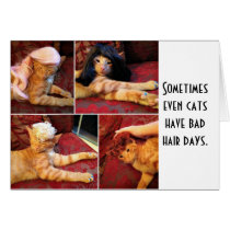Cats in wigs (blank inside) cards