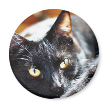 Cats Kitties Kitty magnets