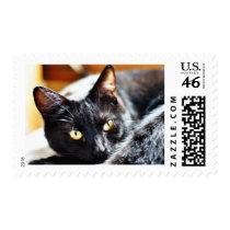 Cats Kitties Kitty Stamps