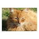 Cat's life - Amarillo Sleeping posters