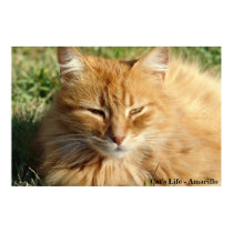 Cat's life - Amarillo Sleeping posters