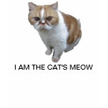 Cat's Meow Women's/GIrls Tshirt