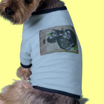 cats - mowglie pip and cleo.jpg pet clothing