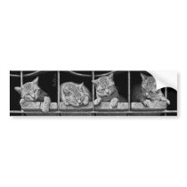 Cats Octet Bumper Sticker