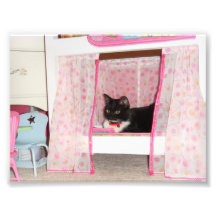 Cats Photo Art