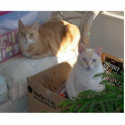 Cats photo sculptures