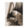 Cats' Playtime Post Cards
