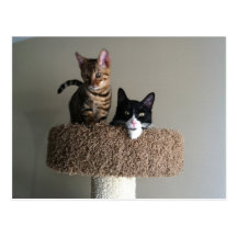 Cats Post Cards