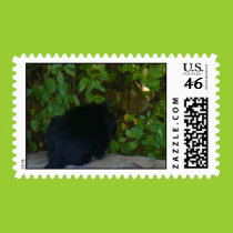 Cats postage stamps