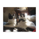 cats postcards