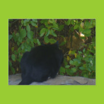 Cats postcard
