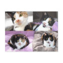 Cats postcards