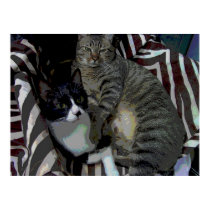 CATS posters by alaa168 CATS posters