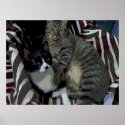 CATS posters