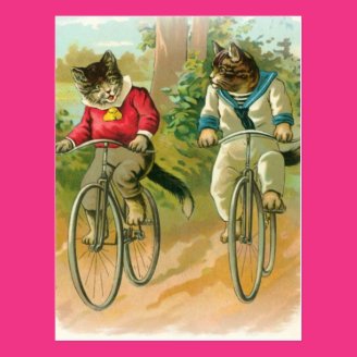 Cats Riding Bikes Post Card