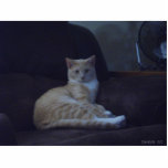 Cats Rule Photo Cut Outs