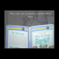 Cats rule postcards