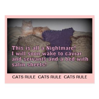 Cats Rule Postcard