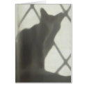Cat's shadow in window cards by tirial Cat's shadow in window cards
