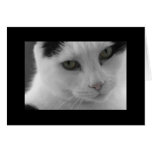 Cats Thoughts Greeting Cards
