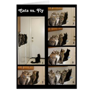 Cats vs Fly Birthday Card