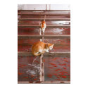 Cats watching fish posters