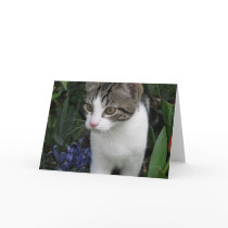 Cats Whiskers cards