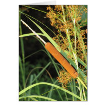 Cattail at Sunset Card