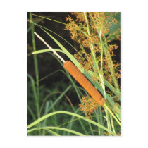 Cattail at Sunset Post Card