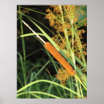 Cattail at Sunset Print