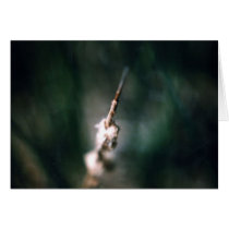 cattail cards